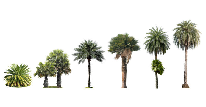 palm tree isolated on white background collection set