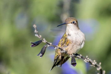 A hummingbird is enjoying a sunny day on tree branches