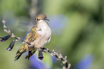 A hummingbird is enjoying a sunny day on tree branches