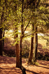 Fototapeta premium Italian trees