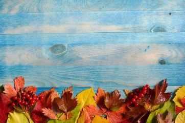 Leaves in yellow red green color scheme on blue background autumn leaves