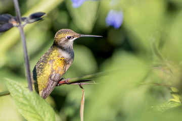 A hummingbird is enjoying a sunny day on tree branches