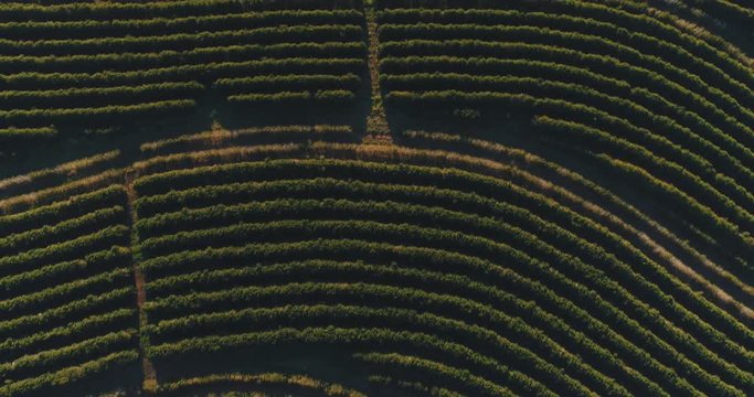 Coffee field in Minas Gerais, Brasil. Image made at sunset