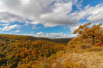 autumn landscape. top view of the yellowing leaves of the trees in the forest and blue cloudy sky on a warm Sunny autumn day