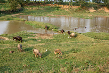 Chinese egrets and cattle and sheep river scene