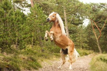 Haflinger 