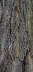 Texture of old tree bark