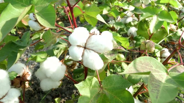 Organic cotton field. Green plants with mature cotton ready for harvest and shipping to make fabric and material. 4K