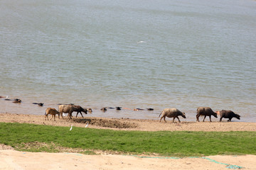 Chinese egrets and cattle and sheep river scene
