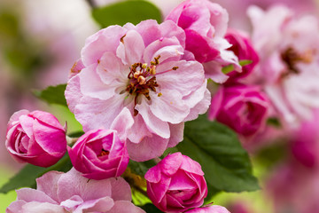 Light Pink Crab Apple Tree Blooms