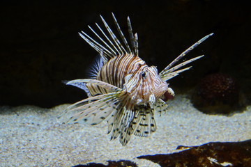 Pterois volitans. Tropical poisonous lionfish underwater