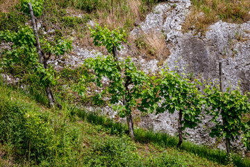 Vineyards in a steep hill under the rock, Prosecco region