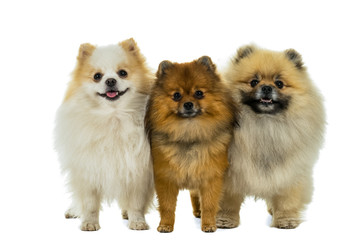 Three Pomeranian - Dwarf Spitz dogs standing in a row isolated on a white background