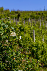 Valdobbiadene region of Prosecco sparkling wine, vineyards planted with steep slopes of hills. Italy