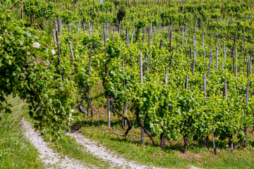 Fototapeta na wymiar Valdobbiadene region of Prosecco sparkling wine, vineyards planted with steep slopes of hills. Italy