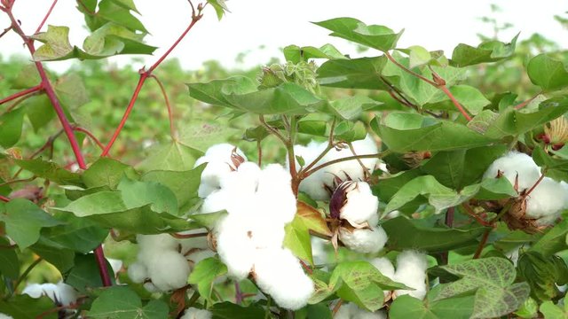 Organic cotton field. Green plants with mature cotton ready for harvest and shipping to make fabric and material. 4K