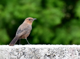 Beautiful Sparrow bird sitting on green wall