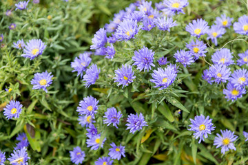 Aster x frikartii 'Mnch' - English Autumn