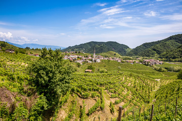 Fototapeta na wymiar Prosecco region, view of hills with vineyards, sunny day
