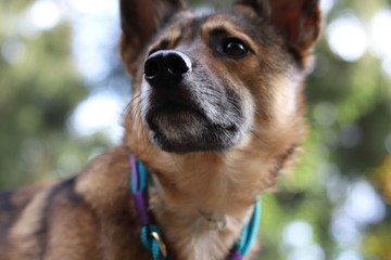 Hund