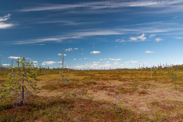 Northern swamp with tasty cloudberry, lone pine and clear blue sky with cartoon clouds