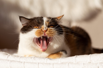 Britisch Kurzhaar Katze in Tricolor gähnt - gefährlich