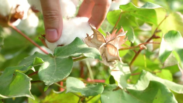 Man picks plump cotton from plant ready for harvest, despite presence of slatmarsh caterpillars that have devoured the leaves. 4K