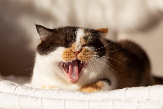 BKH Katze g&auml;hnt - Tiger- Miau- fauchen