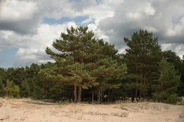 Fototapeta na wymiar A group of pines in the sand dunes in the middle of the day