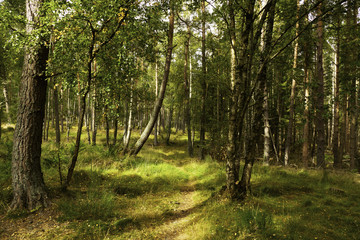 Forest Walk