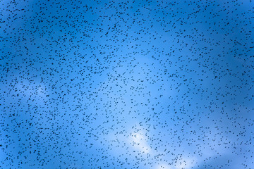 flock of birds migrating with blue sky in background