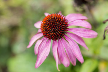 Echinacea plant in Bressingham Garden - England