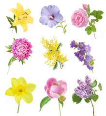 aster, rose, lilac,peony, mimosa, bluebell, lily narcissus flower set isolated on white background © lesslemon