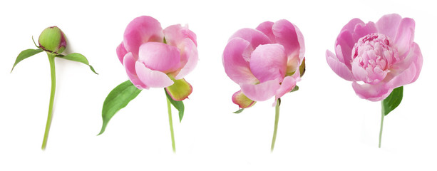 peony flowers isolated on white background