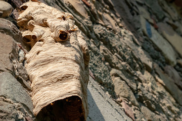 Big wasp nest on old wall