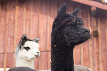 Alpaca - portrait on a alpaca farm