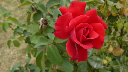 red rose in the garden