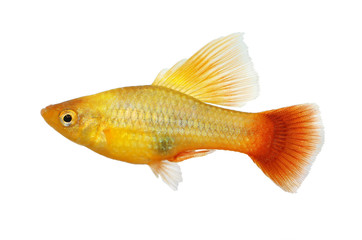 Hi Fin Platy platy male Xiphophorus maculatus tropical aquarium fish 
