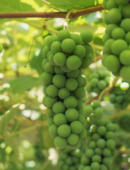 Branch of grape
