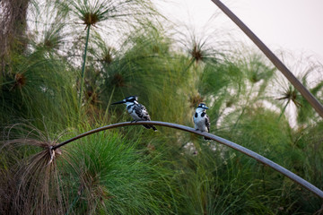 Pied Kingfisher in the Okavango Delta, Botswana