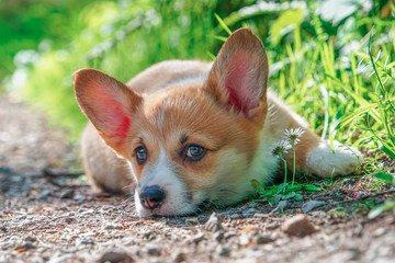 Pembroke Welsh Corgi Puppy