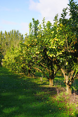 Orchard grove of lemon trees with bright citrus fruit growing on trees against a blue sky