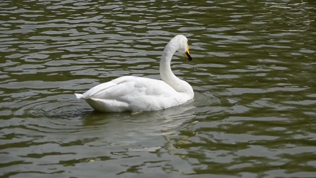 Лебедь плывёт по озеру.