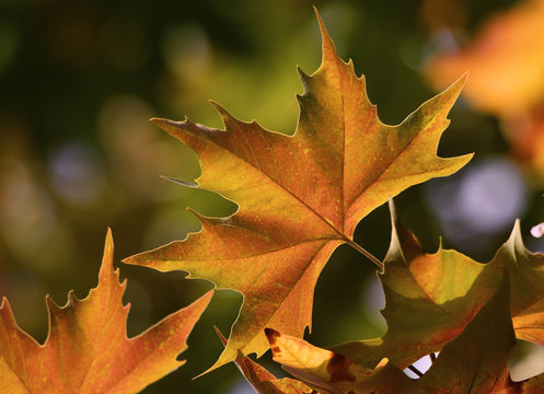 Fall / Autumn Sycamore / Maple Leaf