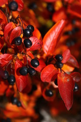 bright colorful orange red leaves and black tart ripe berries
