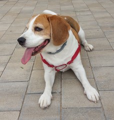 Beagle una tarde en el parque