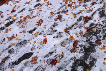 bright red orange leaves lie on a white snow-covered path with traces of pedestrians