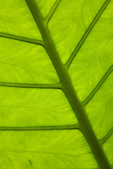 A large beautiful leaf of an exotic plant with veins.