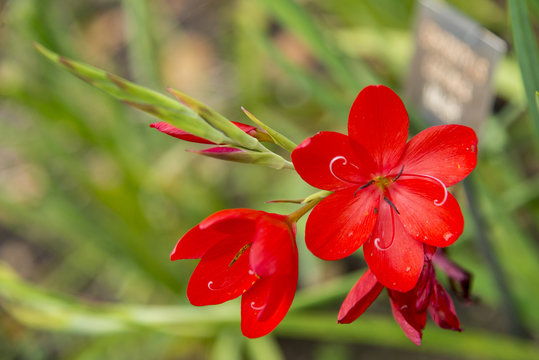 Hesperantha coccinea Major' - Crimson flag