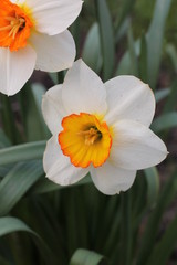 lovely delicate graceful white flowers daffodils in the garden